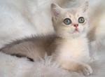 Major - British Shorthair Cat For Sale - Brooklyn, NY, US