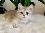 Ponchik - British Shorthair Cat For Sale - Brooklyn, NY, US