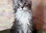 Qwerty - Maine Coon Cat For Sale - Brooklyn, NY, US