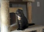 Calli special temp rate - Scottish Fold Cat For Sale - Richardson, TX, US