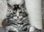 Betty - Maine Coon Cat For Sale - Brooklyn, NY, US