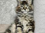 Bonita - Maine Coon Cat For Sale - Brooklyn, NY, US