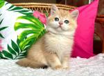 Dolce Vita - British Shorthair Cat For Sale - Brooklyn, NY, US