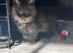 Pink Collar Female - Maine Coon Cat For Sale - La Porte, IN, US