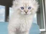 Green Collar Boy - Siberian Cat For Sale - Rosenberg, TX, US