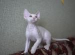 snow ball - Devon Rex Cat For Sale - Rancho Cucamonga, CA, US