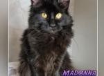 MADONNA - Maine Coon Cat For Sale - Pensacola, FL, US