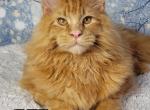 INTEL - Maine Coon Cat For Sale - Pensacola, FL, US