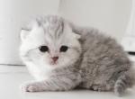 Scottish fold charcoal chinchilla - Scottish Fold Cat For Sale - Lincoln, NE, US