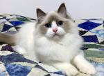 Lil - Ragdoll Cat For Sale - Tuscaloosa, AL, US