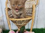 Swiss Miss - Munchkin Cat For Sale - Joplin, MO, US