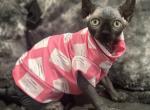 Female Sphynx available - Sphynx Cat For Sale - Brooklyn, NY, US