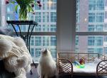 Adorable and cute - Ragdoll Cat For Sale - State College, PA, US