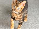 Lucifer Brown Marble - Bengal Cat For Sale - Morgantown, IN, US