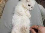 Mochi - Munchkin Cat For Sale - Richardson, TX, US