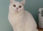 Yildiz von Shmidt - British Shorthair Cat For Sale - Cincinnati, OH, US