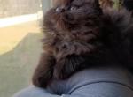 Tobi - Persian Cat For Sale - Bowie, MD, US