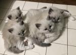 Ragdoll Kittens Super Sweet Home Raised - Ragdoll Cat For Sale - Burlington, WI, US