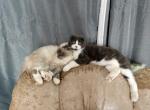 Tucker - Manx Cat For Sale - Mokelumne Hill, CA, US