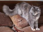 Sage - Maine Coon Cat For Sale - Santa Maria, CA, US