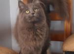 Topaz - Maine Coon Cat For Sale - Santa Maria, CA, US