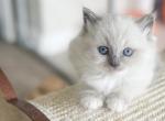 The Eye Candies - Ragdoll Cat For Sale - Los Angeles, CA, US