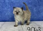 Piper's Ragamese Litter - Ragdoll Cat For Sale - Lancaster, OH, US