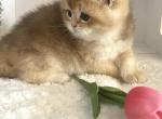 Luna - British Shorthair Cat For Sale - Shallotte, NC, US