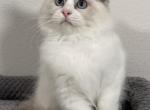 Camden - Ragdoll Cat For Sale - Ocala, FL, US
