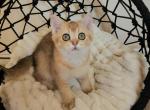 Lina - Scottish Straight Cat For Sale - New York, NY, US