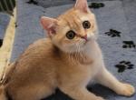 Theia - Scottish Straight Cat For Sale - New York, NY, US