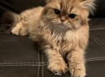 Lora - Scottish Fold Cat For Sale - Philadelphia, PA, US