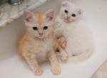 Golden boy - British Shorthair Cat For Sale - Richardson, TX, US