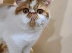 Noble aka Leo - Exotic Cat For Adoption - Lemont, IL, US