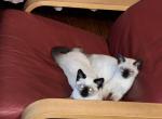 Siamese kittens 2 - Siamese Cat For Sale - Worcester, MA, US
