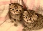 Folds - Scottish Fold Cat For Sale - Philadelphia, PA, US