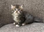 Siberian Kitty Boy - Siberian Cat For Sale - Old Bridge, NJ, US