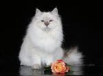 MY DARLING LYUMUR - Siberian Cat For Sale - NY, US