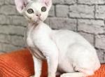 Hariton - Devon Rex Cat For Sale - Miami, FL, US