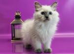 Zephyr - Siberian Cat For Sale - Norwalk, CT, US