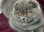 Misha - Scottish Fold Cat For Sale - Hollywood, FL, US