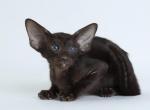 Frida - Oriental Cat For Sale - Norwalk, CT, US