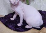 Zeus - Sphynx Cat For Sale - Norwalk, CT, US