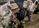 Litter G female and male - Maine Coon Cat For Sale - Jasper, GA, US