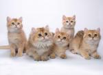 Cute gold British kittens - British Shorthair Cat For Sale - State College, PA, US