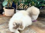 Allie - Persian Cat For Sale - PA, US