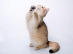 Adorable baby boy - British Shorthair Cat For Sale - State College, PA, US