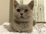 Daisy - British Shorthair Cat For Sale - Battle Ground, WA, US