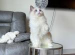 Fluffy - Ragdoll Cat For Sale - Boston, MA, US