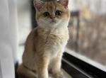 Tom - British Shorthair Cat For Sale - Brooklyn, NY, US